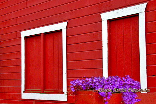 Red-White-and-Purple